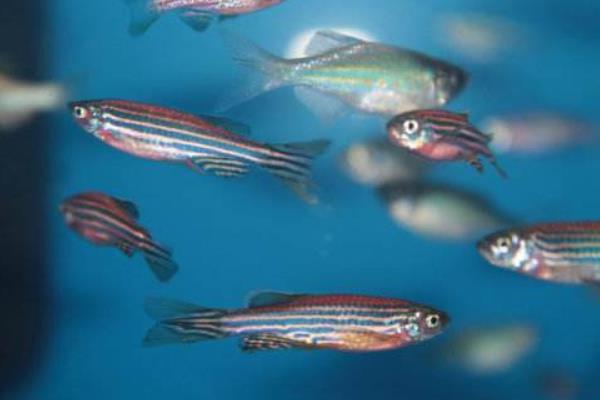 斑馬魚好養(yǎng)嗎 斑馬魚怎么養(yǎng)才不會死