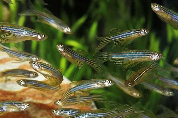 斑馬魚好養(yǎng)嗎 斑馬魚怎么養(yǎng)才不會死
