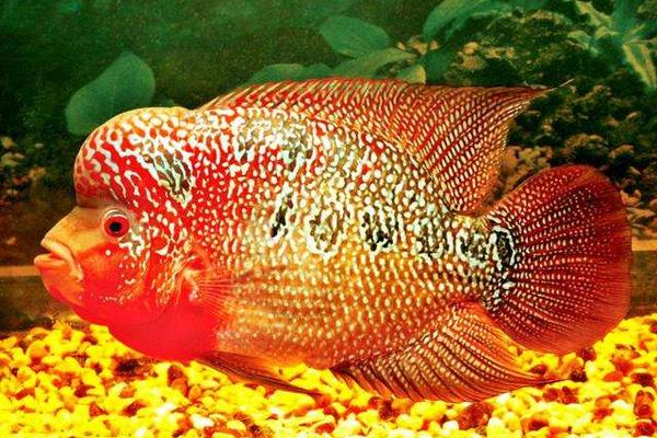 財神魚市場價格多少錢一條 如何挑選財神魚