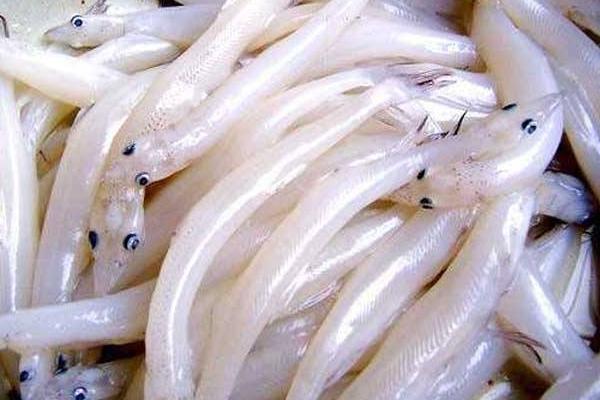 白肌銀魚市場價格多少錢一斤 白肌銀魚為什么透明