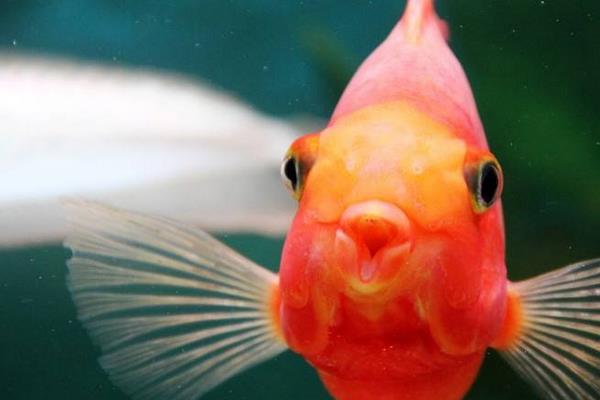 財神魚怎么養 鸚鵡魚養幾條最旺財