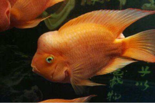 財(cái)神魚(yú)怎么養(yǎng) 鸚鵡魚(yú)養(yǎng)幾條最旺財(cái)