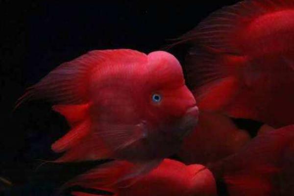 財(cái)神魚(yú)怎么養(yǎng) 鸚鵡魚(yú)養(yǎng)幾條最旺財(cái)