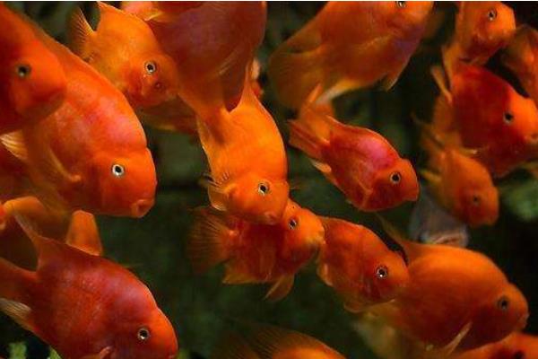 財(cái)神魚(yú)怎么養(yǎng) 鸚鵡魚(yú)養(yǎng)幾條最旺財(cái)