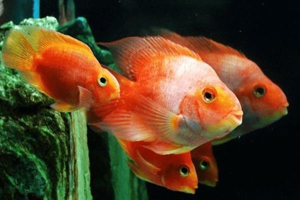財(cái)神魚(yú)怎么養(yǎng) 鸚鵡魚(yú)養(yǎng)幾條最旺財(cái)