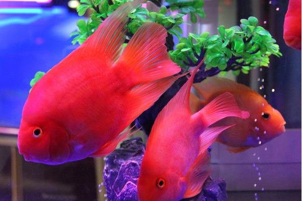 鸚鵡魚身上有白霜是什么問題 鸚鵡魚怎么養最紅