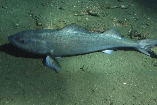 黑鱈魚和銀鱈魚哪個好 黑鱈魚和銀鱈魚的區別是什么