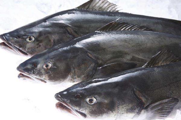 黑鱈魚和銀鱈魚哪個好 黑鱈魚和銀鱈魚的區別是什么