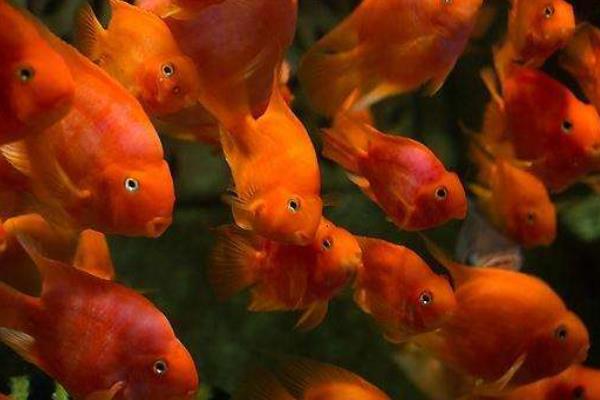 鸚鵡魚眼睛凸出來是什么病 鸚鵡魚一般能活多少年