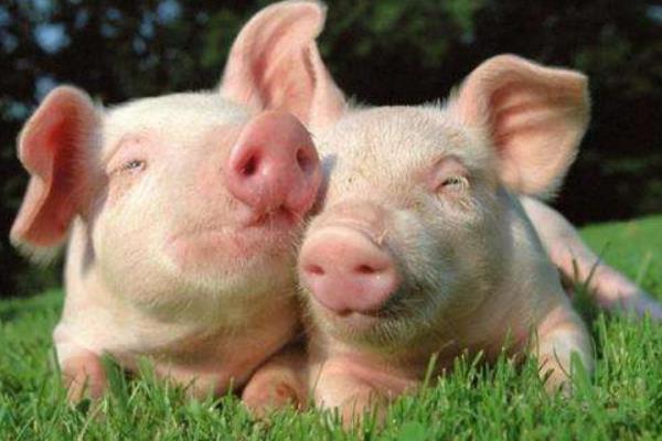 怎樣防止仔豬生病 仔豬的疾病有哪些
