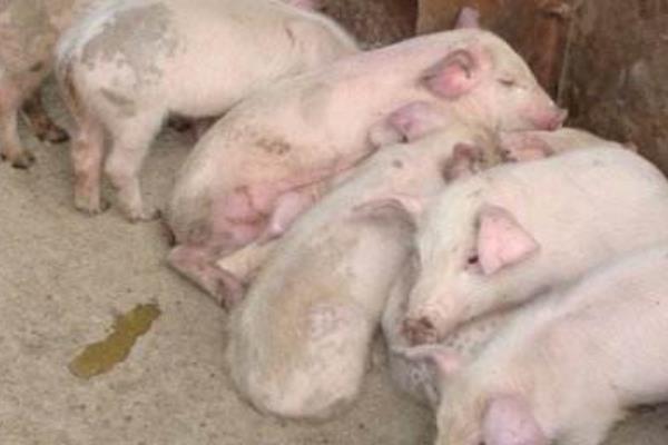 怎樣防止仔豬生病 仔豬的疾病有哪些