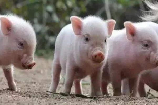 怎樣防止仔豬生病 仔豬的疾病有哪些