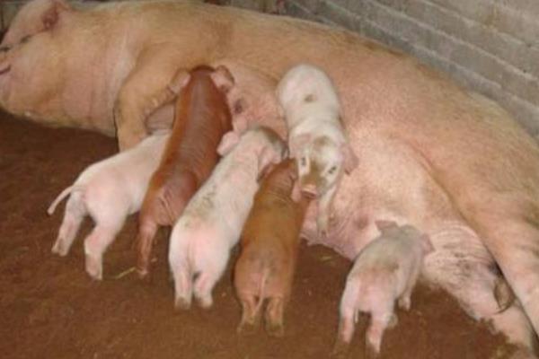 怎樣防止仔豬生病 仔豬的疾病有哪些