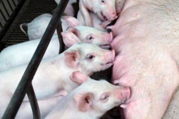 怎樣防止仔豬生病 仔豬的疾病有哪些