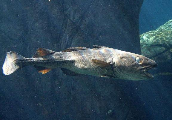 鱈魚是海魚還是淡水魚 鱈魚膠為什么那么便宜