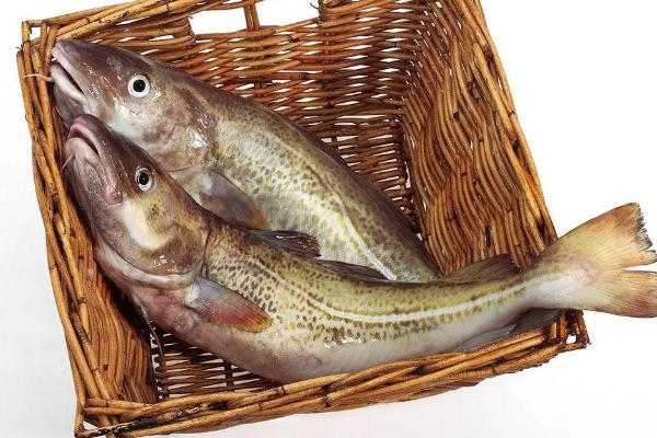 鱈魚是海魚還是淡水魚 鱈魚膠為什么那么便宜