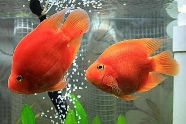 鸚鵡魚和什么魚混養(yǎng)比較好 鸚鵡魚水溫多少合適