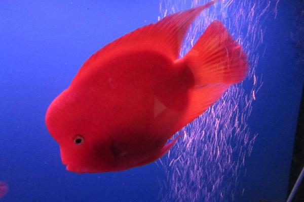 鸚鵡魚產卵了怎么辦 鸚鵡魚產卵幾天孵化小魚