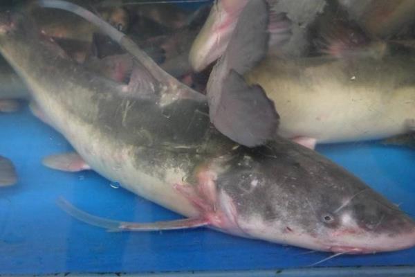 鮰魚怎么養 鮰魚養殖技術與注意事項