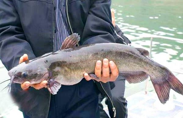 鮰魚怎么養 鮰魚養殖技術與注意事項