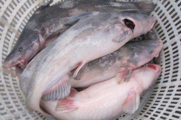 鮰魚怎么養 鮰魚養殖技術與注意事項