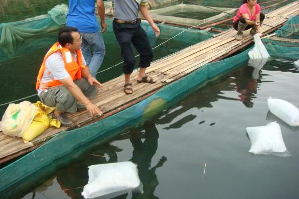 鮰魚怎么養 鮰魚養殖技術與注意事項