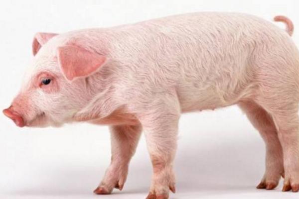二元豬好還是三元豬好 二元豬和三元豬的區(qū)別是什么