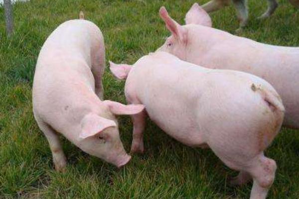 二元豬好還是三元豬好 二元豬和三元豬的區(qū)別是什么