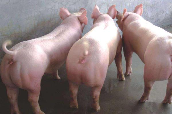 二元豬好還是三元豬好 二元豬和三元豬的區(qū)別是什么