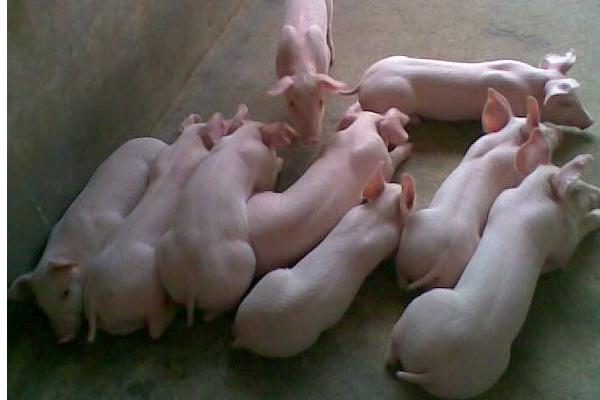 二元豬好還是三元豬好 二元豬和三元豬的區(qū)別是什么