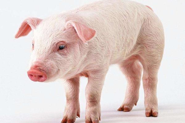 二元豬好還是三元豬好 二元豬和三元豬的區(qū)別是什么