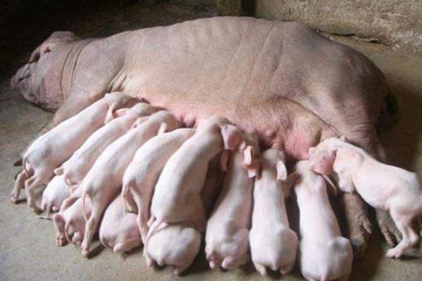 二元豬好還是三元豬好 二元豬和三元豬的區(qū)別是什么