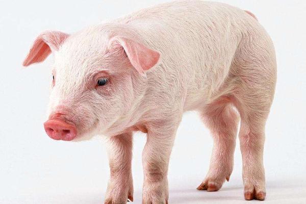 乳豬是什么豬 乳豬市場價格多少錢一斤