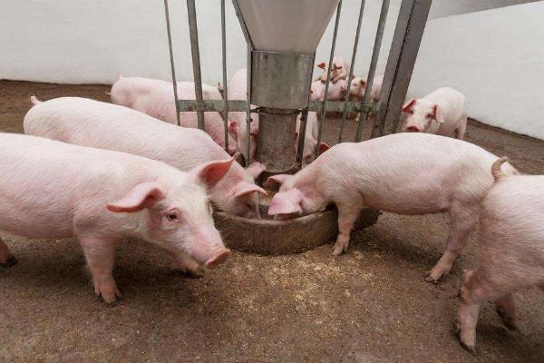 乳豬是什么豬 乳豬市場價格多少錢一斤