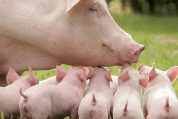 乳豬是什么豬 乳豬市場價格多少錢一斤