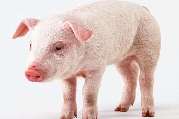 什么是三元豬 內三元豬和外三元豬的區別是什么