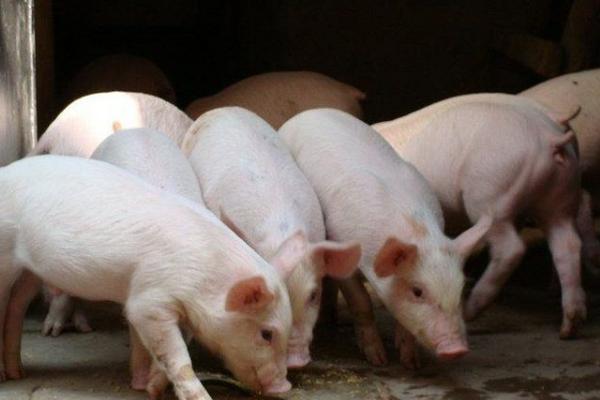 什么是三元豬 內三元豬和外三元豬的區別是什么
