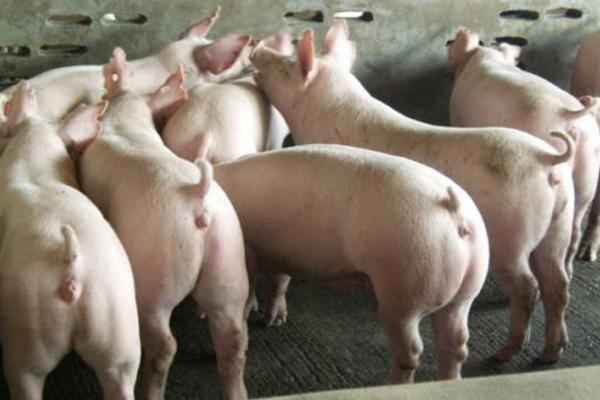 什么是三元豬 內三元豬和外三元豬的區別是什么