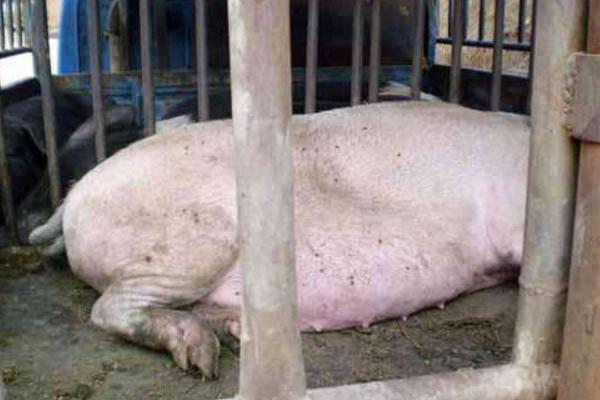 什么是三元豬 內三元豬和外三元豬的區別是什么