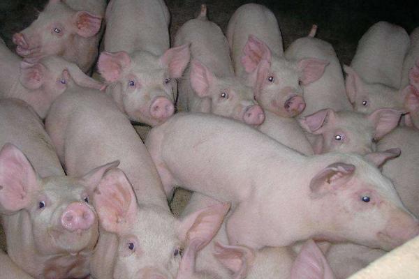 什么是三元豬 內三元豬和外三元豬的區別是什么