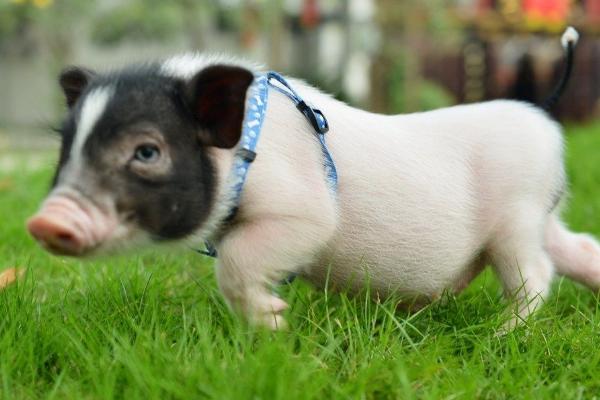 環(huán)江香豬怎么養(yǎng) 環(huán)江香豬有什么特征