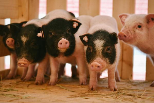 小香豬好養嗎 為什么小香豬銷售難