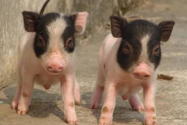 小香豬好養嗎 為什么小香豬銷售難