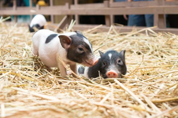 小香豬好養嗎 為什么小香豬銷售難