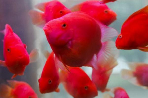 鸚鵡魚吃什么長得快 鸚鵡魚不吃食是什么原因