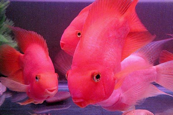 鸚鵡魚吃什么長得快 鸚鵡魚不吃食是什么原因