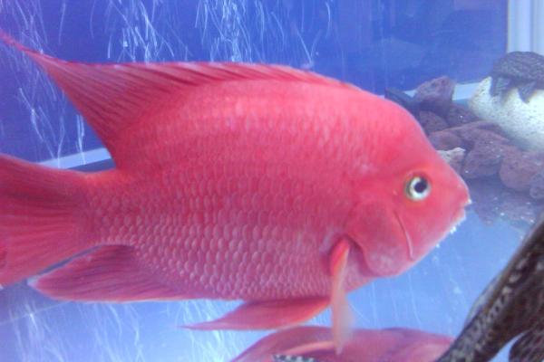 鸚鵡魚吃什么長得快 鸚鵡魚不吃食是什么原因