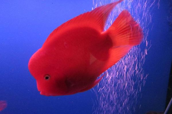 鸚鵡魚吃什么長得快 鸚鵡魚不吃食是什么原因