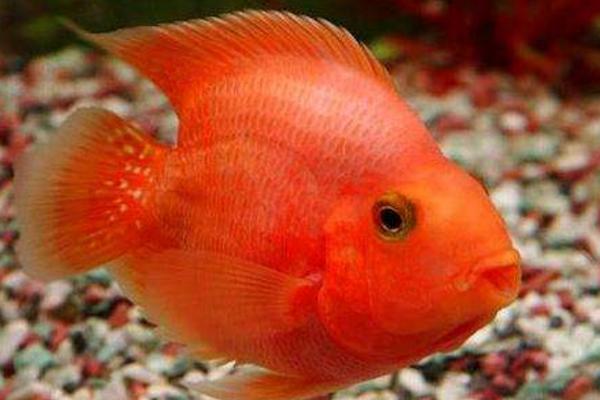 鸚鵡魚吃什么長得快 鸚鵡魚不吃食是什么原因