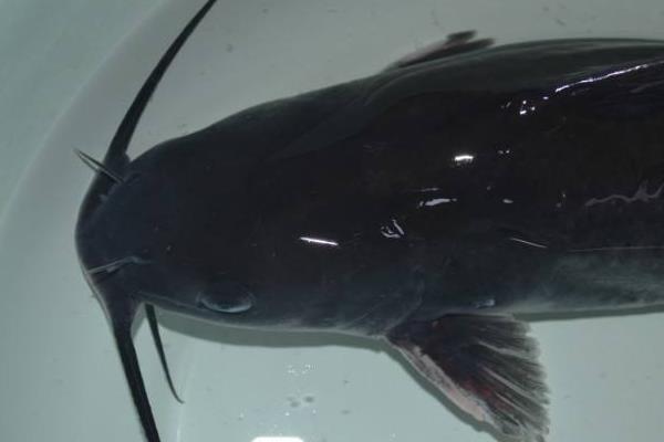 鮰魚怎么養 鮰魚養殖技術與注意事項